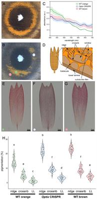 Optix regulates nanomorphology of butterfly scales primarily via its effects on pigmentation